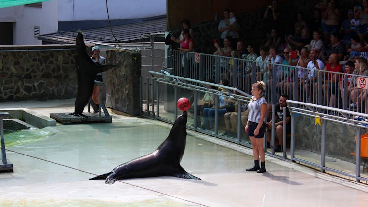 People Standing Near Black Seal