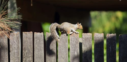 Squirrel on Wooden Fence in Nature