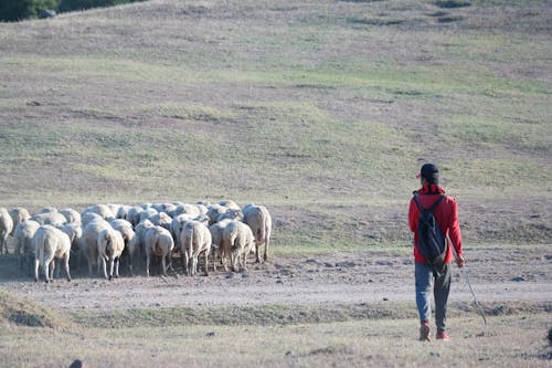 Back View of a Man Walking on a Pasture with a Flock of Sheep 