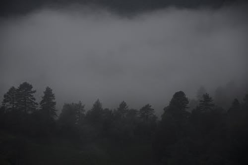 Grayscale Photo of Trees in the Forest