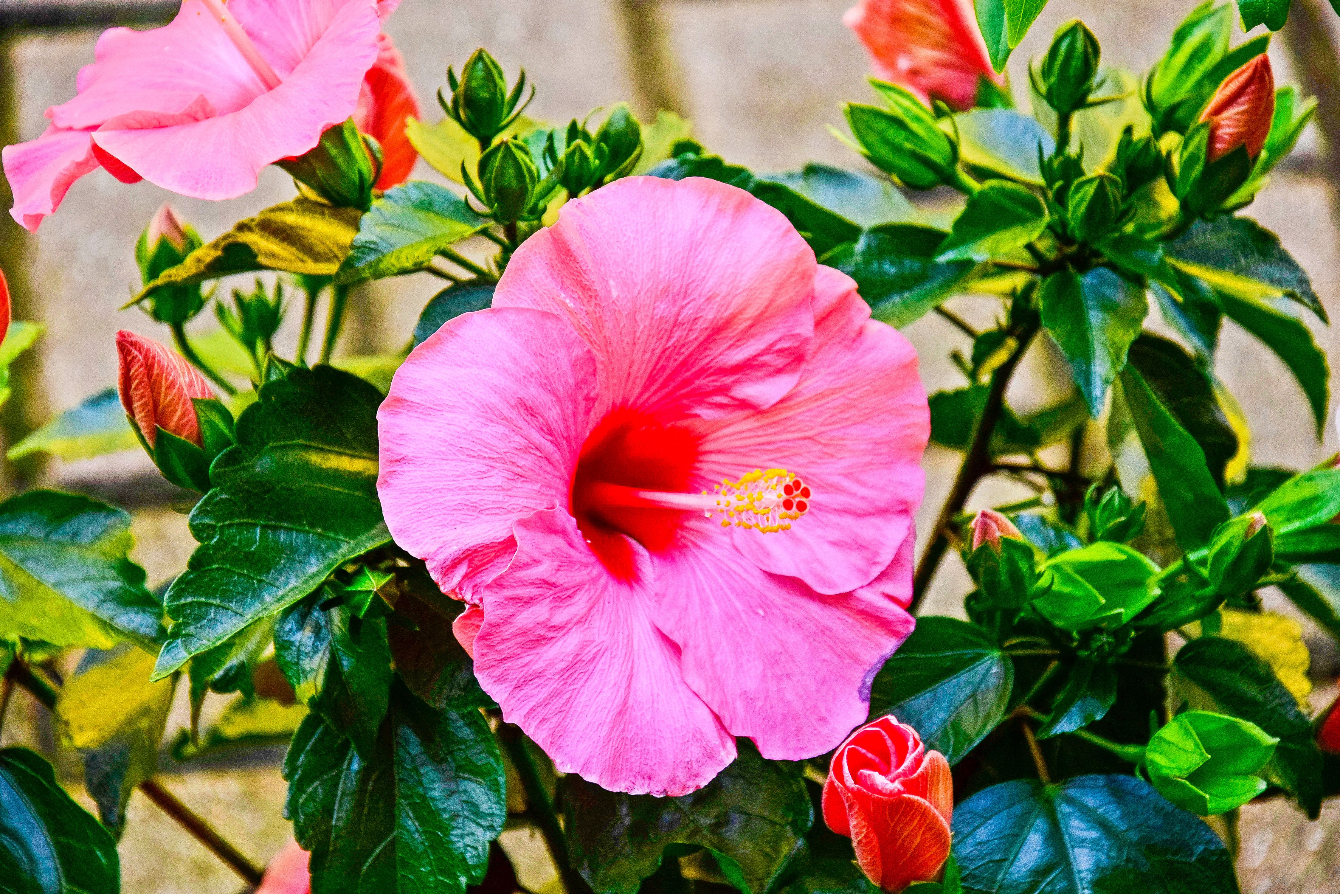 A close-up view of a vibrant pink hibiscus blossom in full bloom, showcasing its vivid colors and lush green leaves.