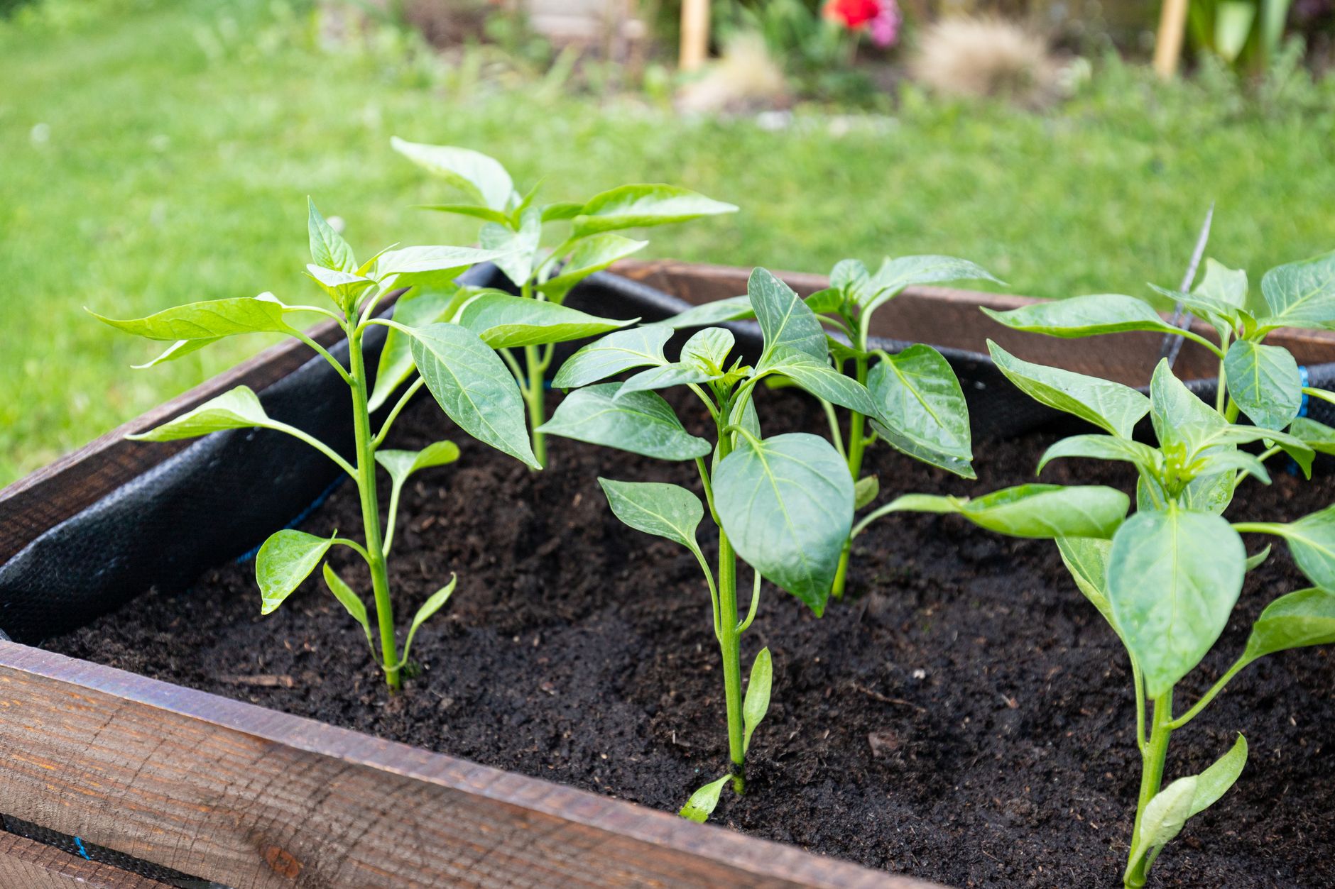 healthy tomato and pepper plants growing in home garden raised bed