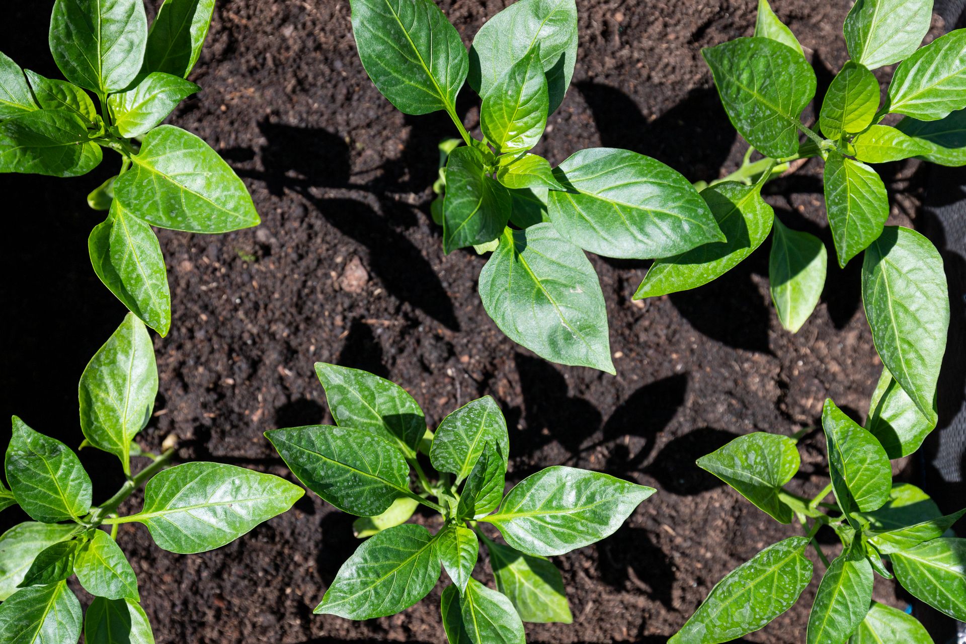Green Plants Growing in Soil