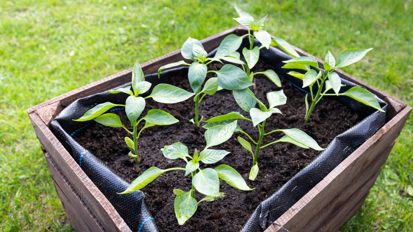 Pepper plants growing in a wooden planter
