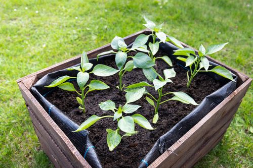 Free Fresh green pepper plants planted in a wooden box, thriving in rich soil, outdoors. Stock Photo