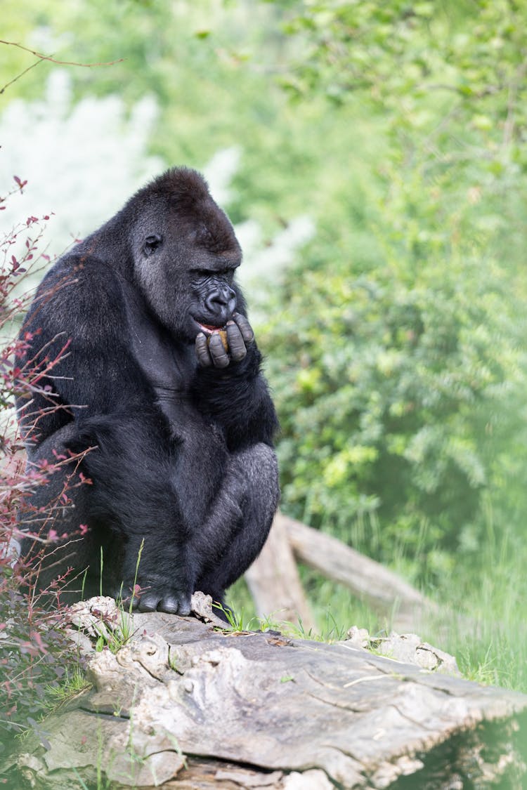 Gorilla Sitting On A Rock 