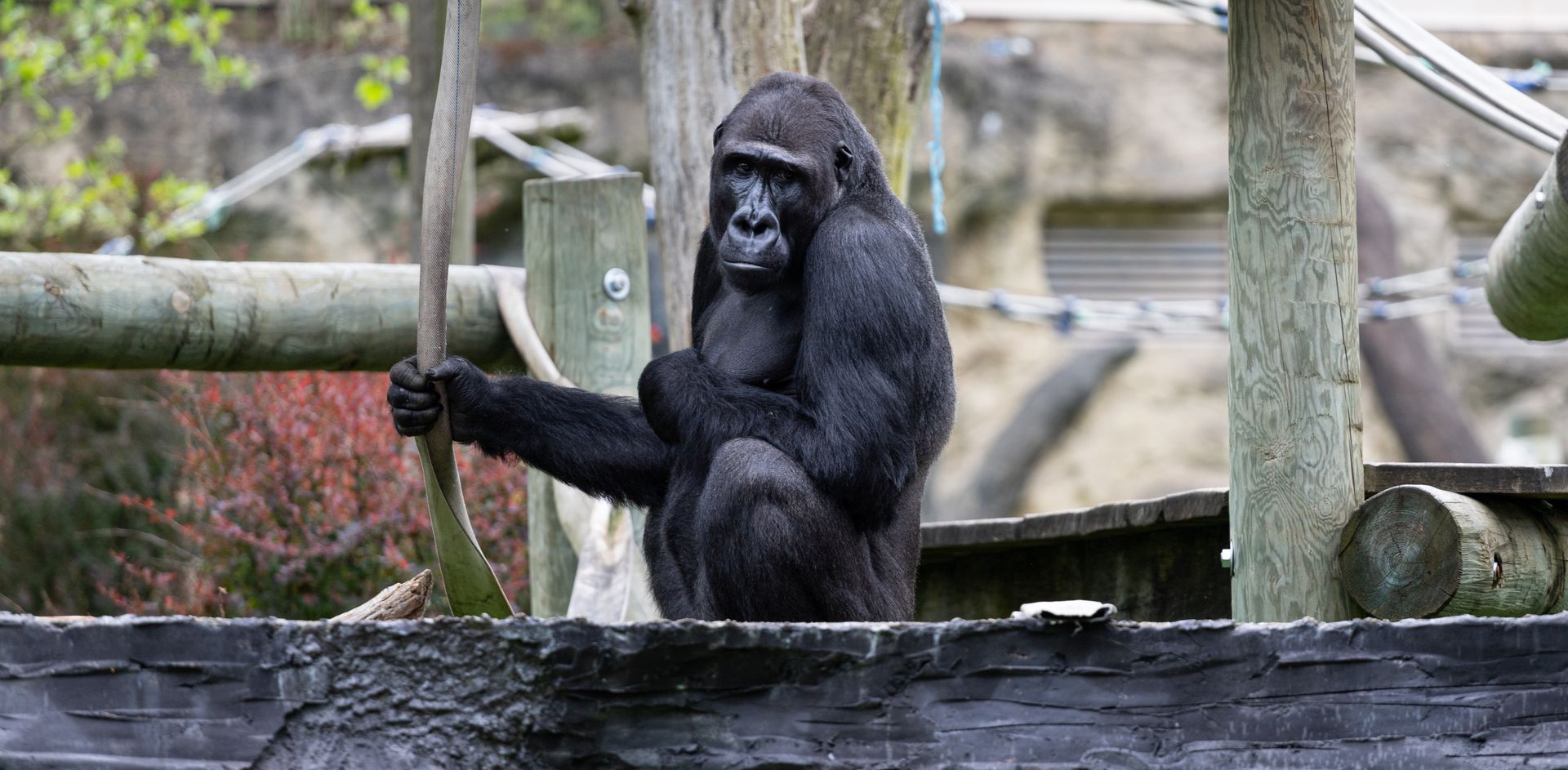 A gorilla sitting calmly in its outdoor enclosure, showcasing natural behavior in a wildlife sanctuary.