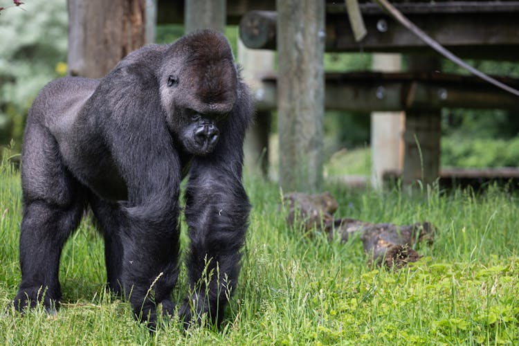 Gorilla On Grass