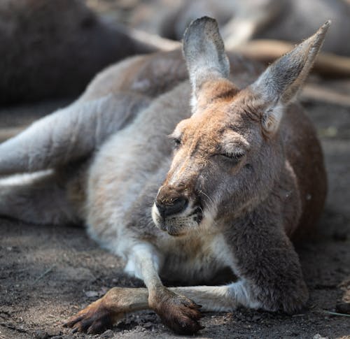 Foto stok gratis alam, binatang, kanguru
