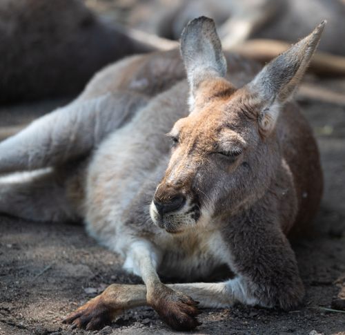 Free A kangaroo lying on the ground, showcasing the tranquil beauty of wildlife. Stock Photo