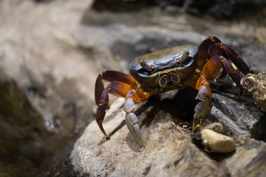 Detailed image of a vibrant land crab, showcasing its unique colors and habitat.