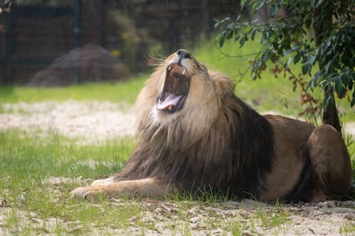 Free Yawning Lion Lying on the Ground  Stock Photo