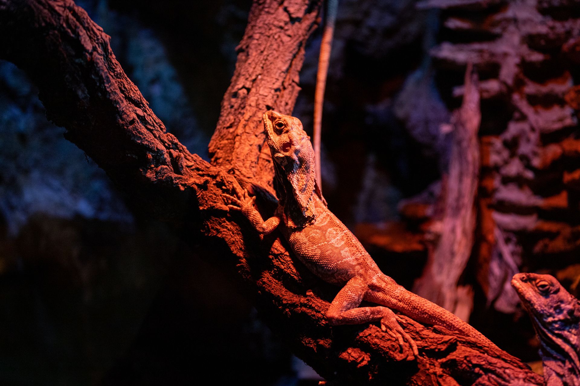 A vibrant lizard basking on a tree branch in natural lighting, showcasing reptile details.