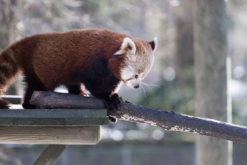 Free Close-Up Photo of a Cute Red Panda Stock Photo