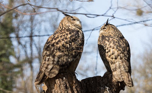 Two Brown Owls on a Tree Branch