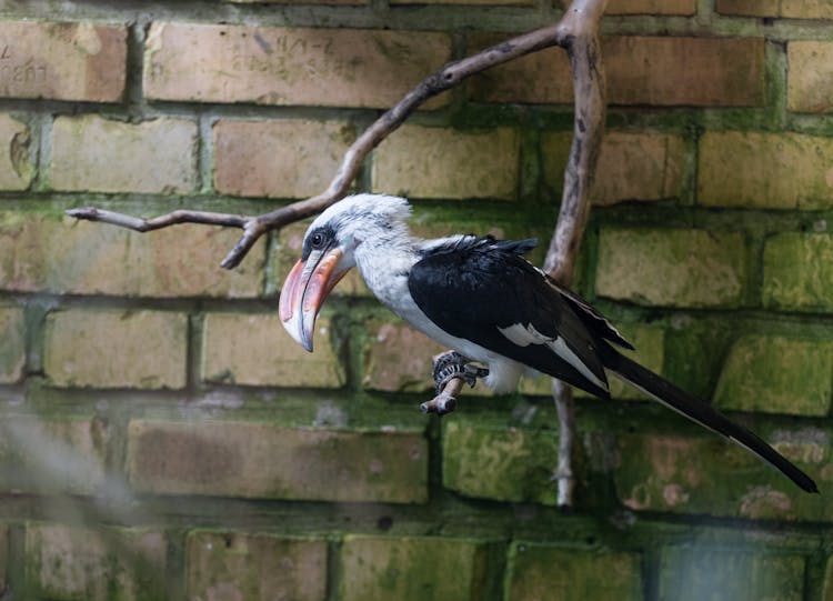 Von Der Decken's Hornbill On Tree Branch Near The Brick Wall 