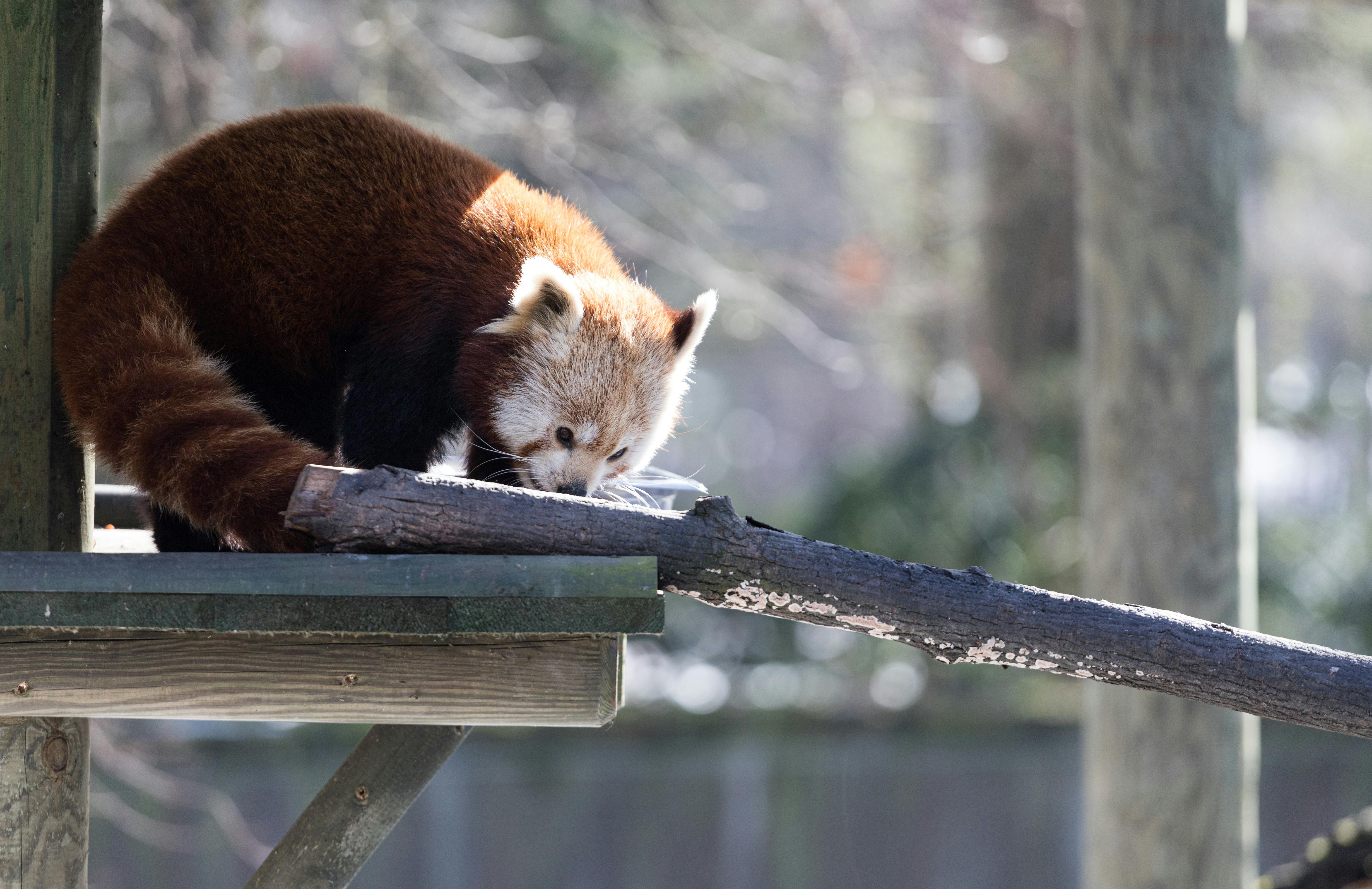 A Red Panda While Eating · Free Stock Photo
