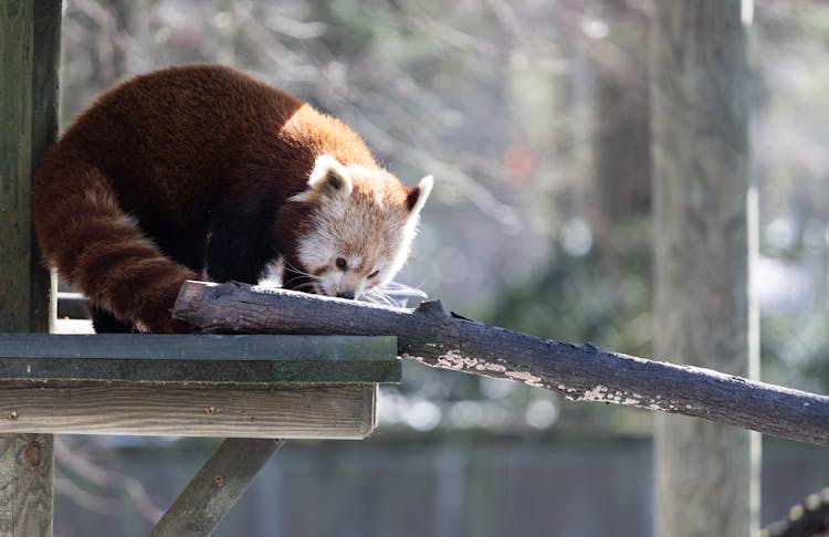 A Red Panda While Eating 