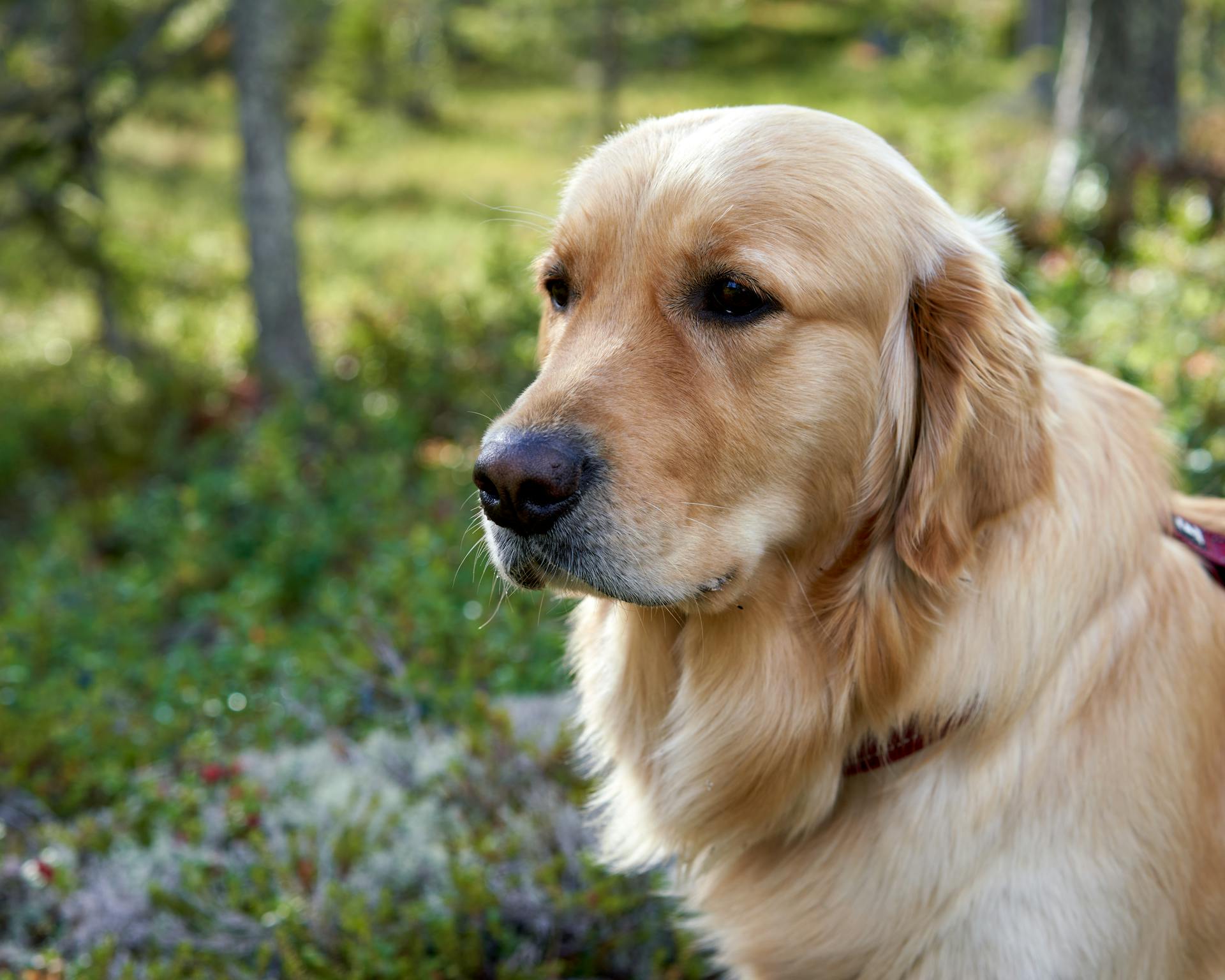 A Dog Sitting Outdoors