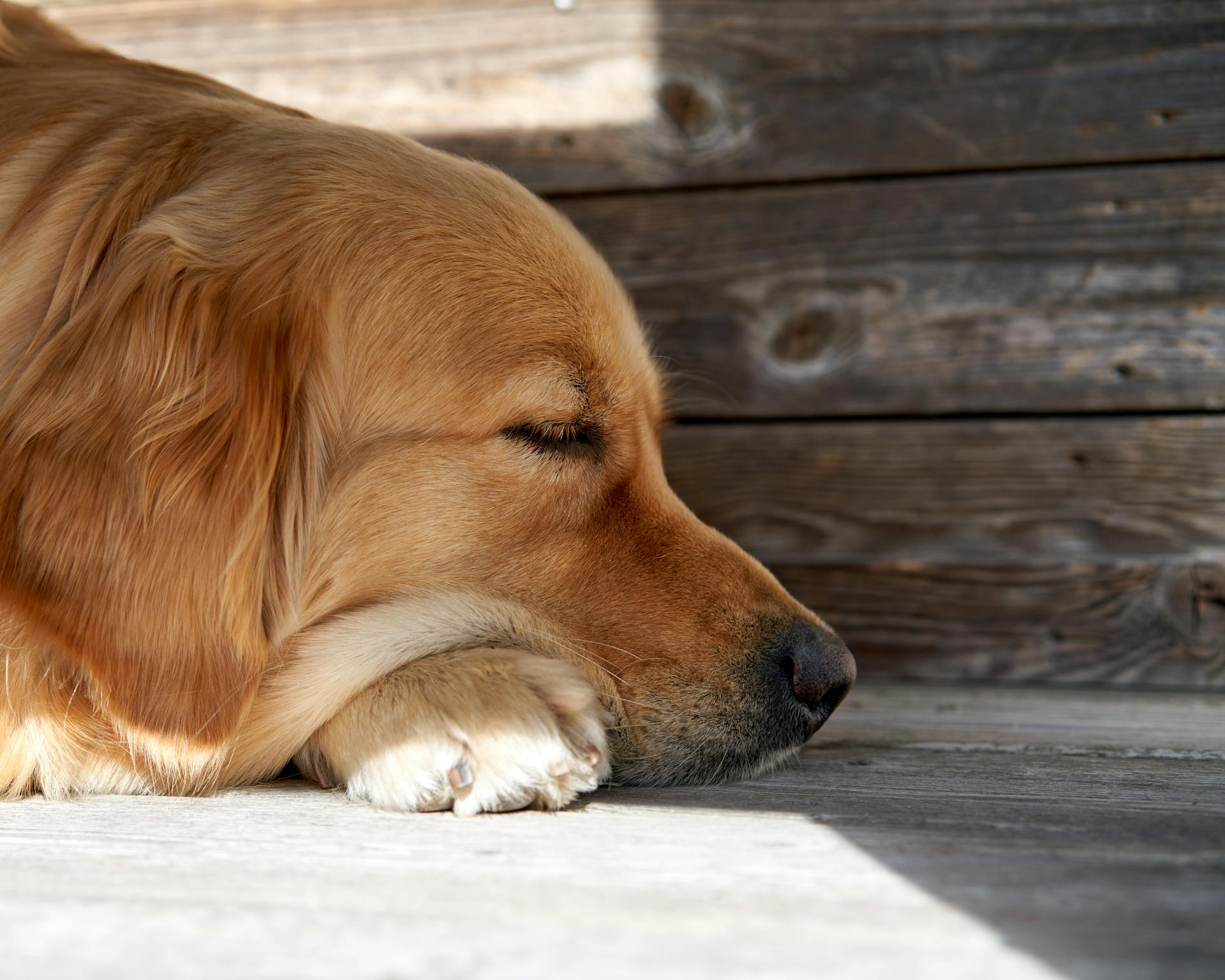 En golden retriever som sover på golvet