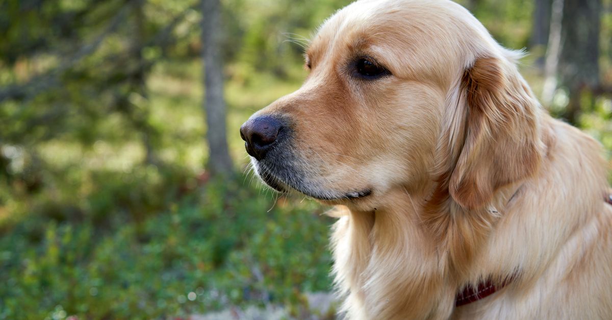 Golden Rer Close-up Shot of a Golden Retriever's Face · Free Stock Photo