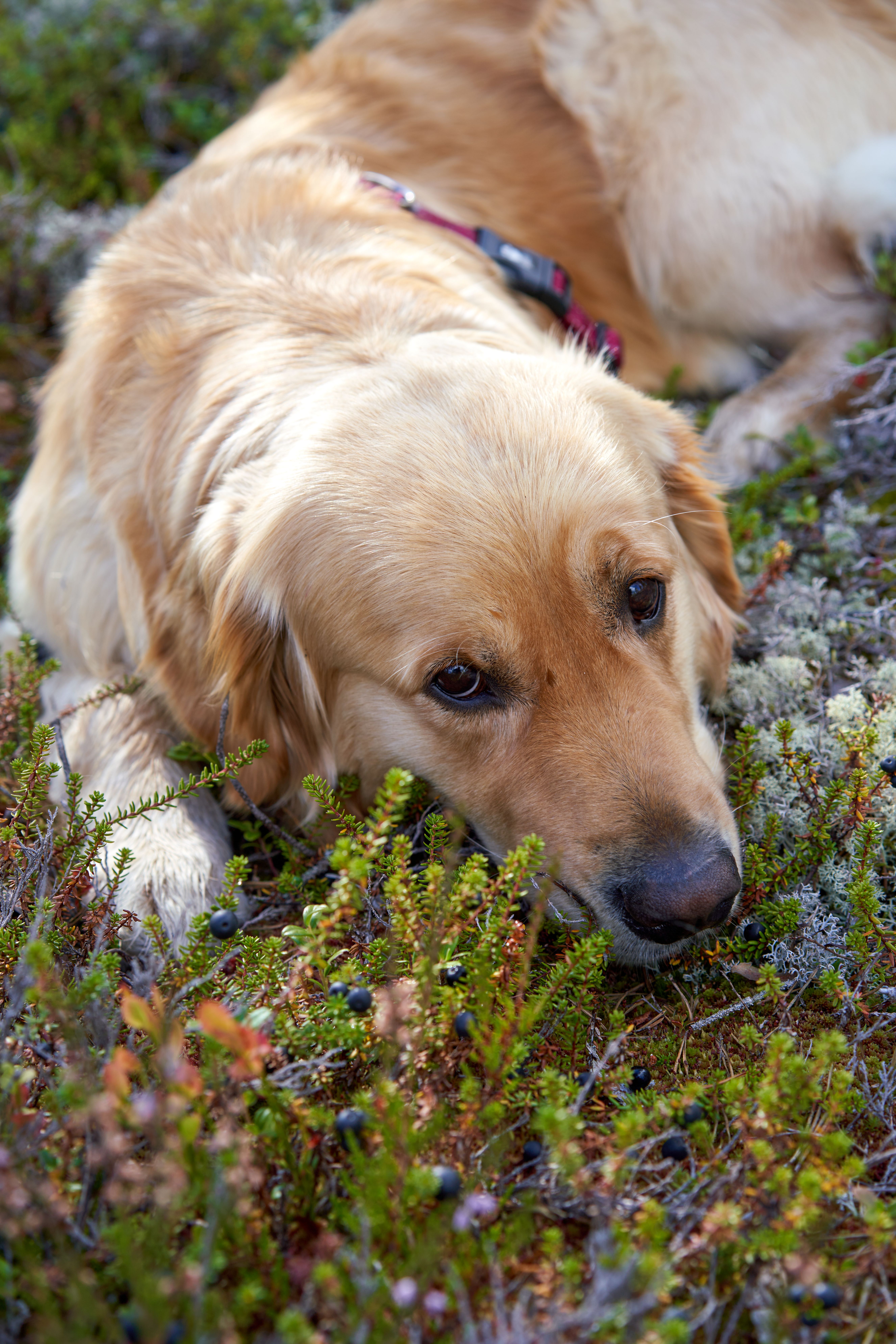 A Brown Golden Retriever Lying on the Ground · Free Stock Photo