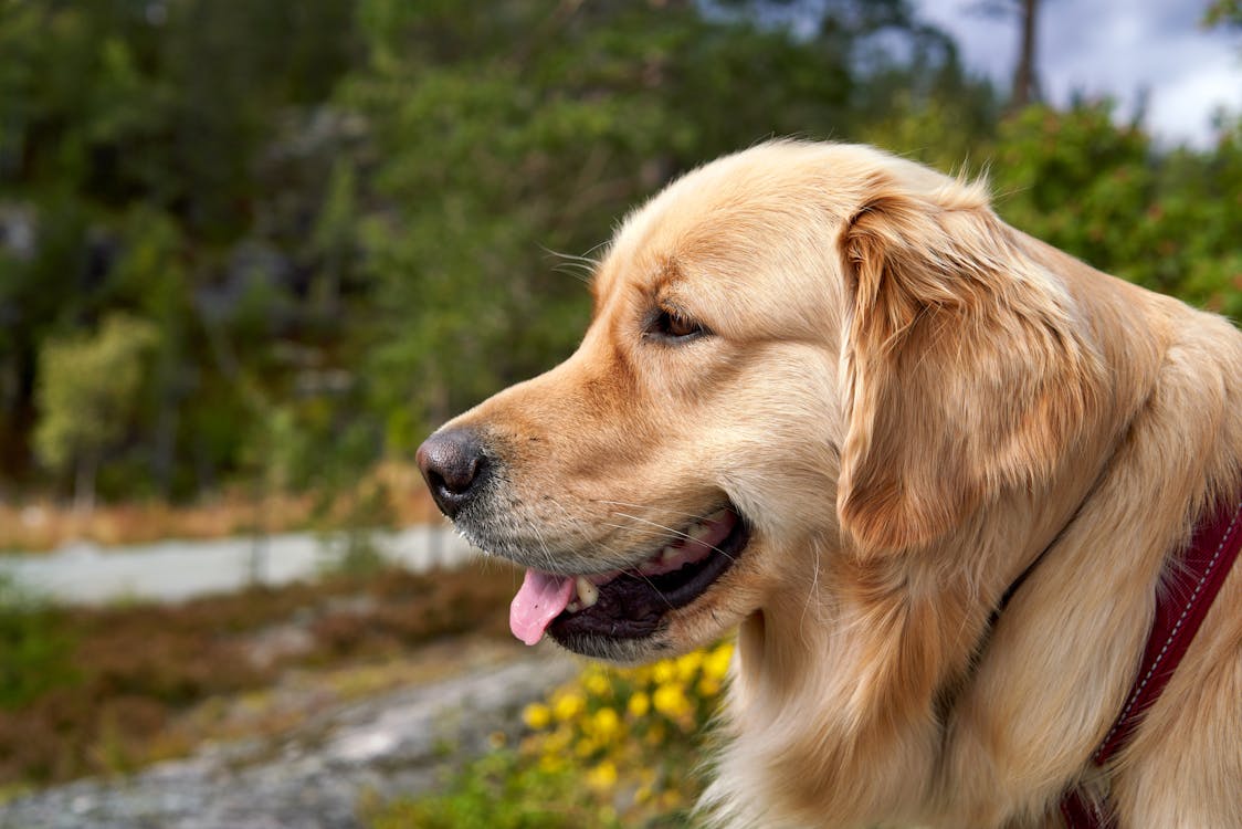 Close Up Photo of Golden Retriever