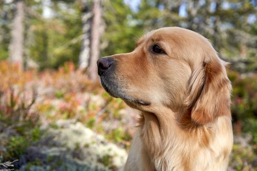 Free Golden Retriever in a vibrant forest, showcasing nature and tranquility. Stock Photo