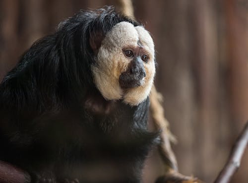 Close-Up Shot of a Monkey 