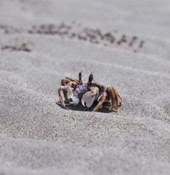 Detailed image of a small crab on sandy beach in Taichung, Taiwan