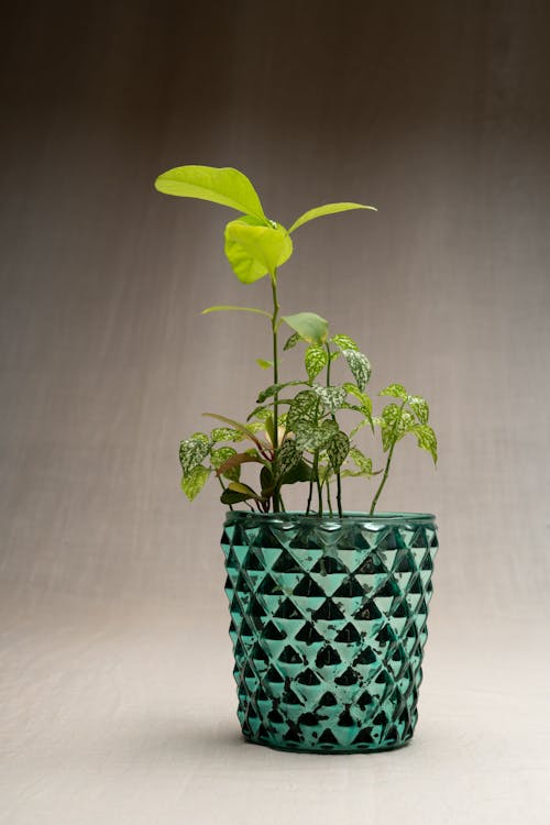 Green Plants in a Shiny Green Pot
