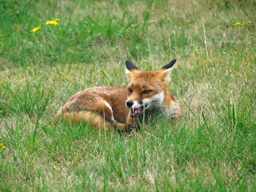 Brown Fox on Green Grass Field