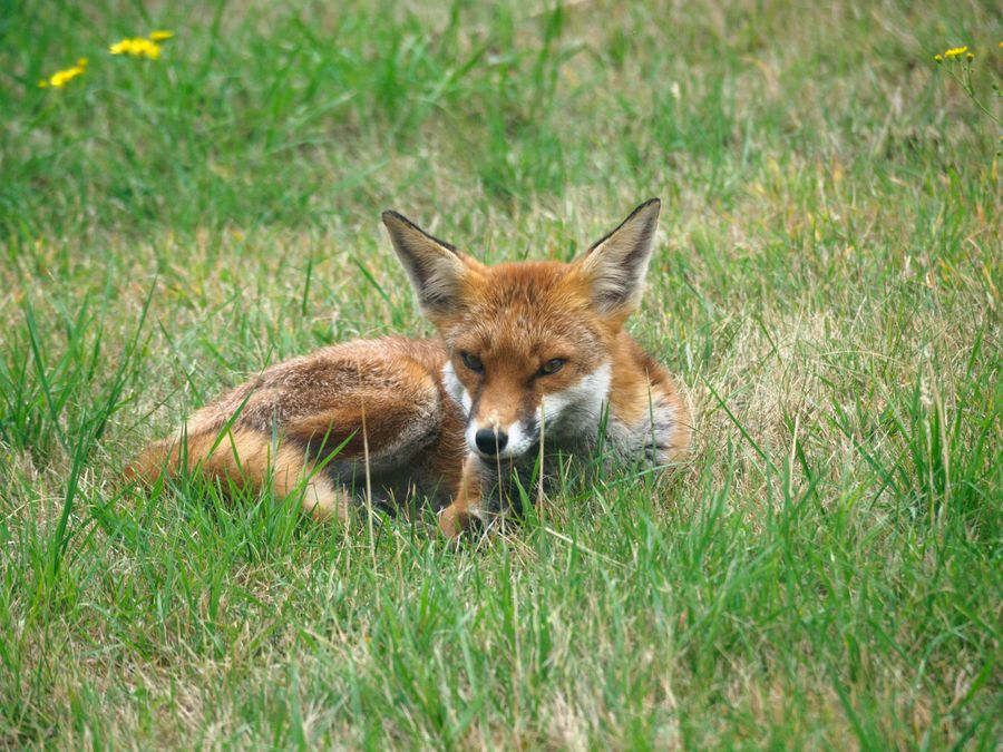 A red fox lying in a green meadow. Photo by Brett Jordan on Pexels
