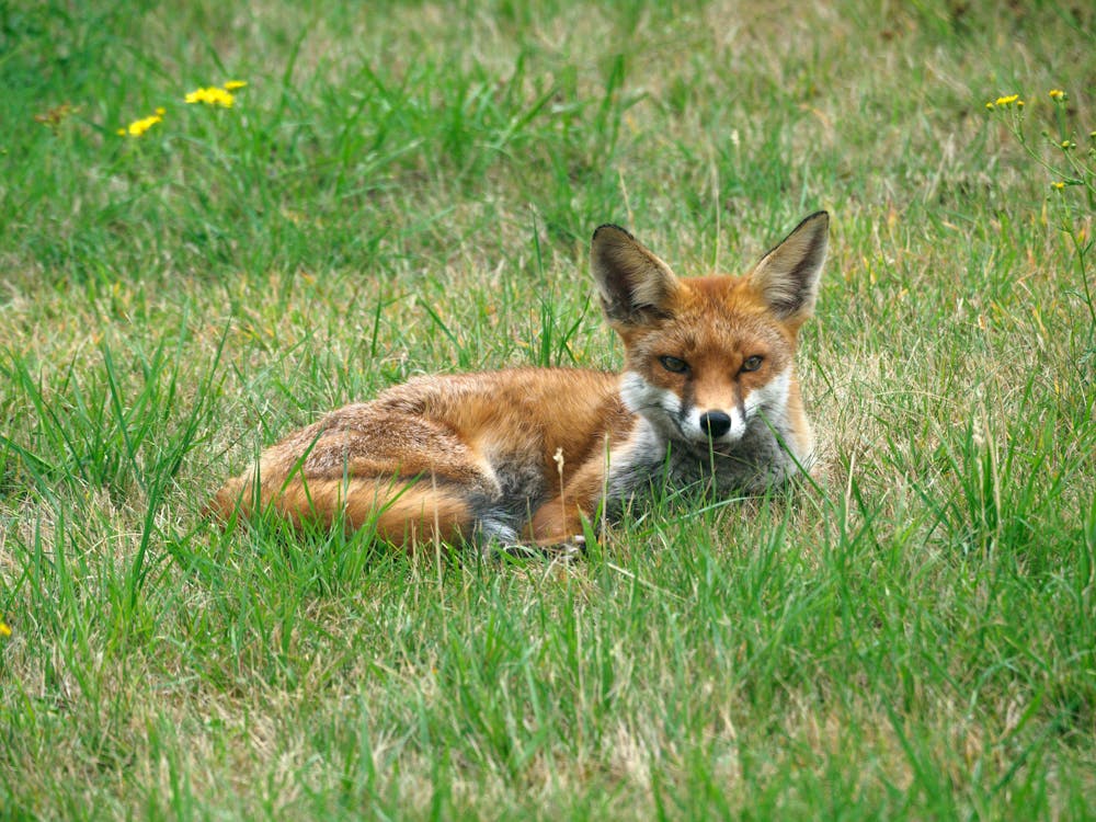 A Brown Fox Lying on Green Grass 