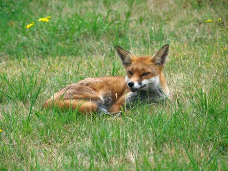 red fox fur