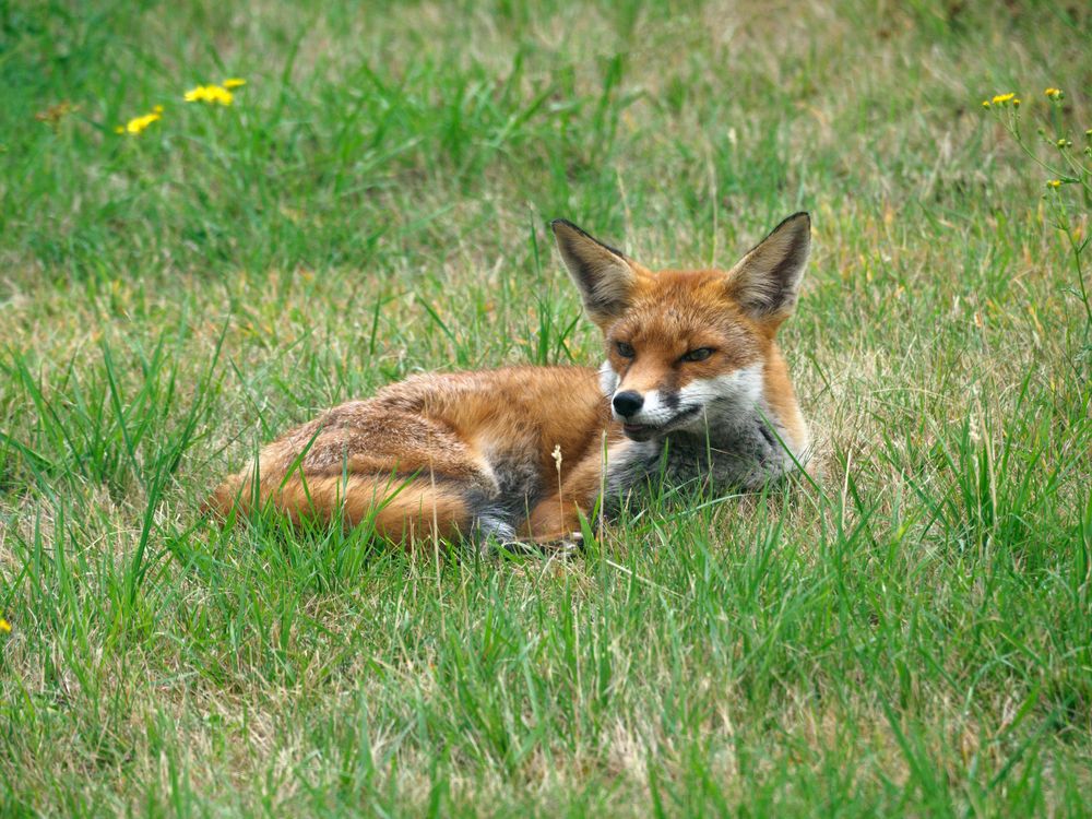Fox Field Fox on a Field · Free Stock Photo