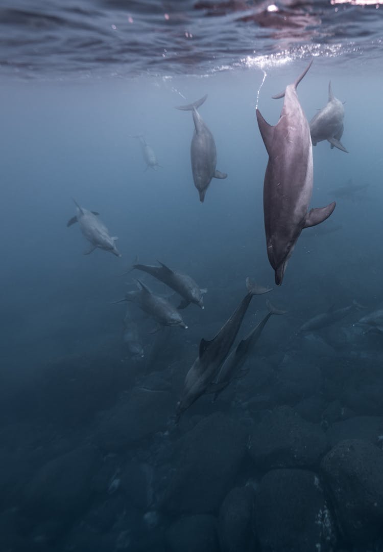 Close Up Of Dolphins