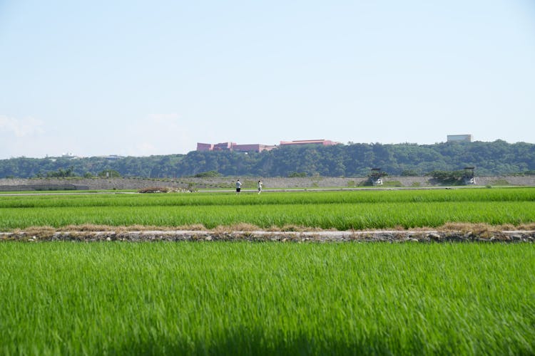 Green Farm Landscape