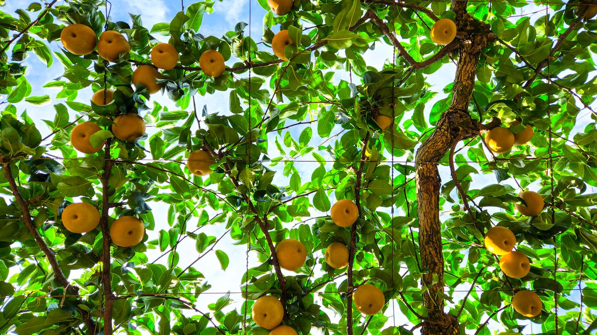 Calendrier de taille des arbres fruitiers en automne à Angers
