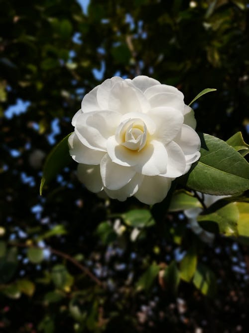 açan çiçekler, Beyaz çiçek, bitki örtüsü içeren Ücretsiz stok fotoğraf