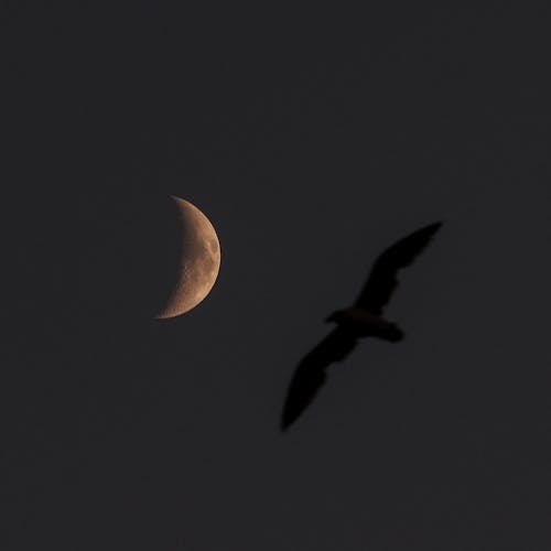 Bird Flying Under the Moon