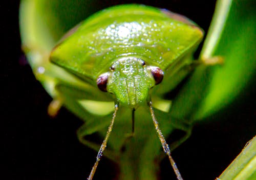 Δωρεάν στοκ φωτογραφιών με macro, έντομο, μικρός