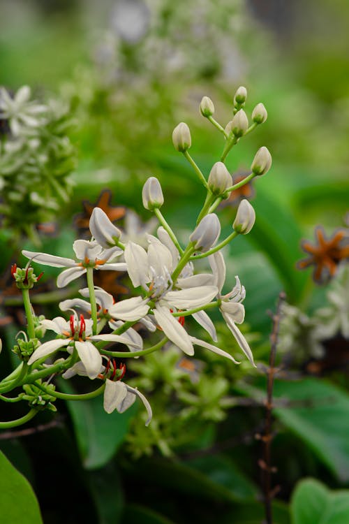 A White Flowers in Full Bloom