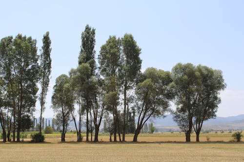 Free Green Trees on Brown Field Stock Photo