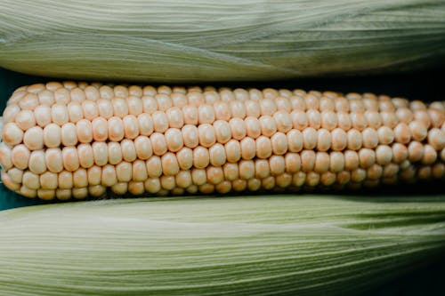 Крупный план кукурузы