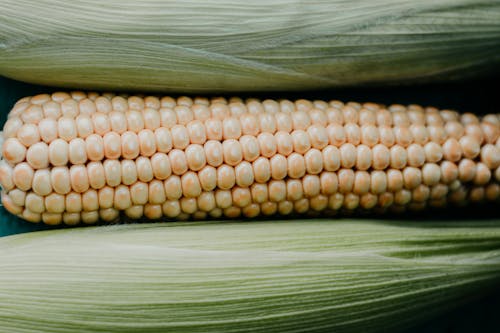 Close-up of Corn