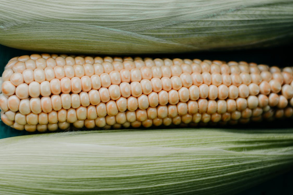 Close-up of Corn