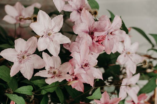 免费 粉红色的花瓣花的特写照片 素材图片