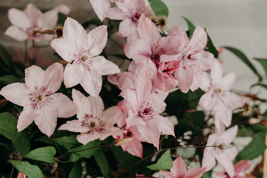 Close-up Photo of Pink Petaled Flowers