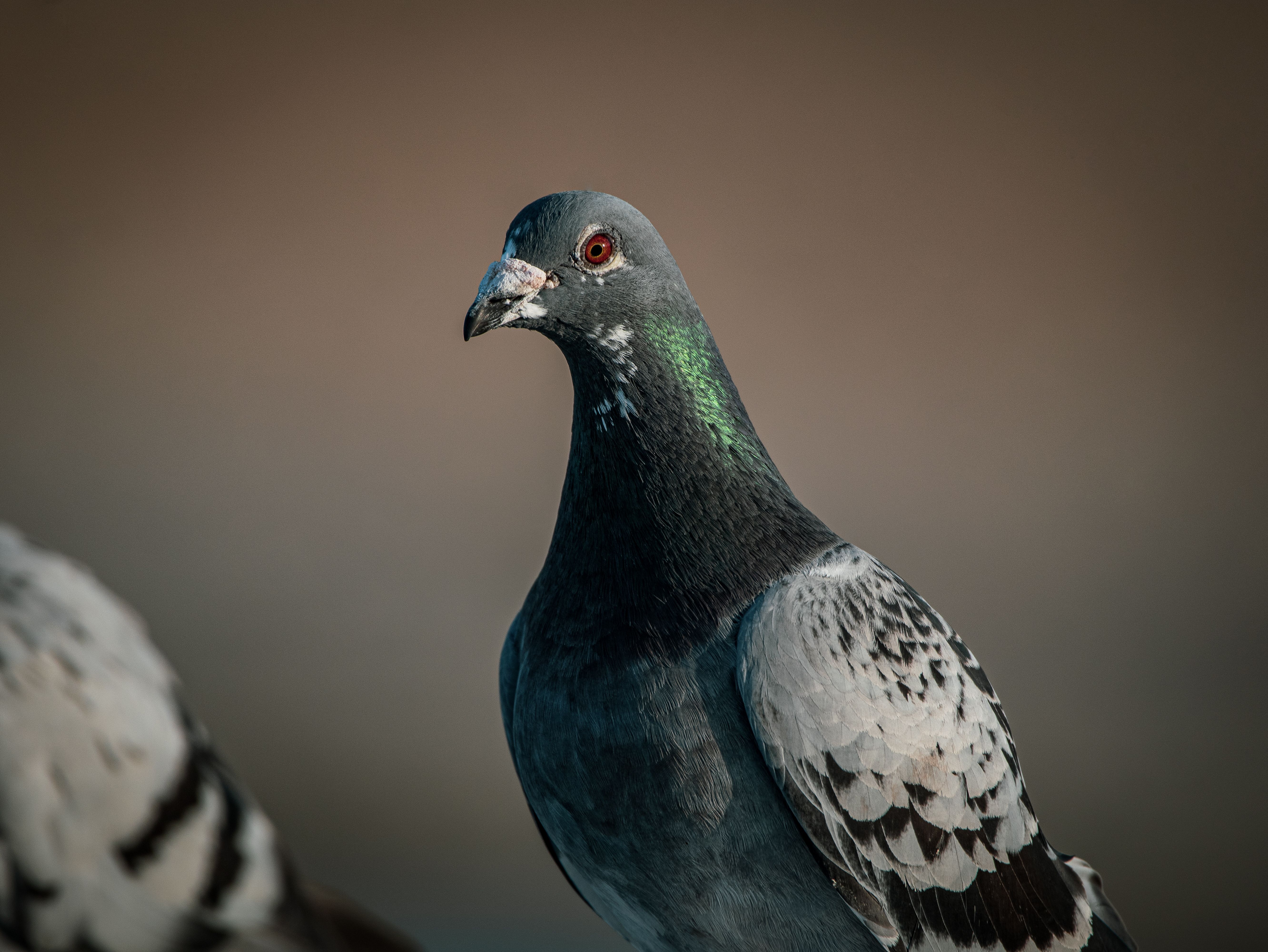 A Pigeon with Gray and Black Feathers · Free Stock Photo